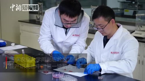 中国第一块 细胞培养肉 长这样